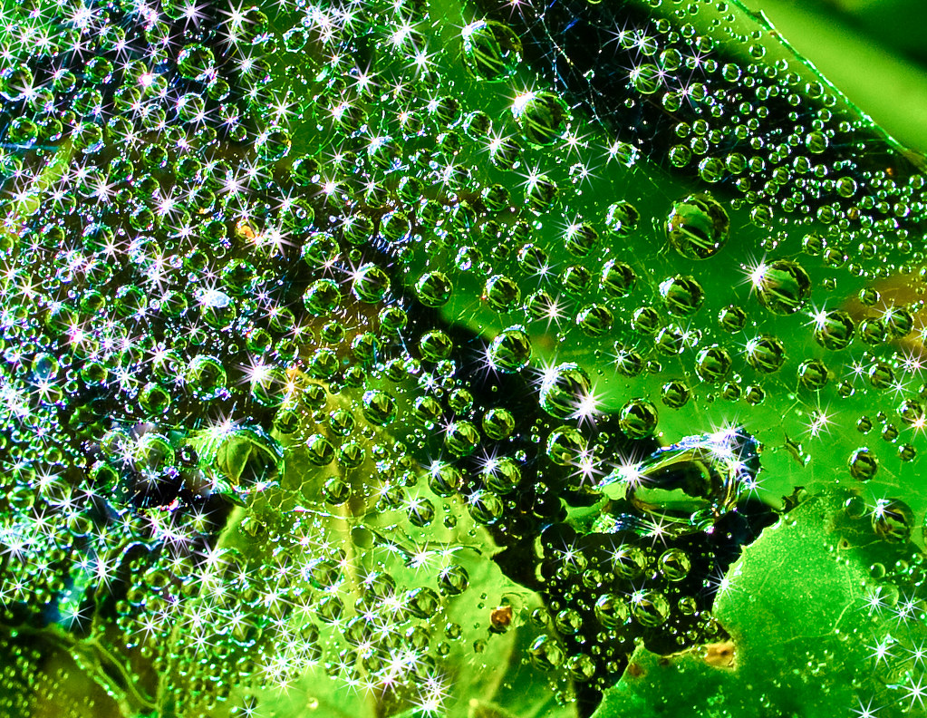 Dewdrops on a spider's web reflecting each other