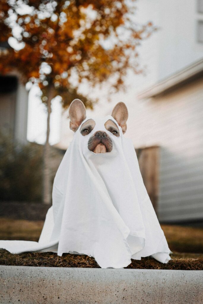 A dog in a ghost outfit. Photo by Karsten Winegeart on Unsplash